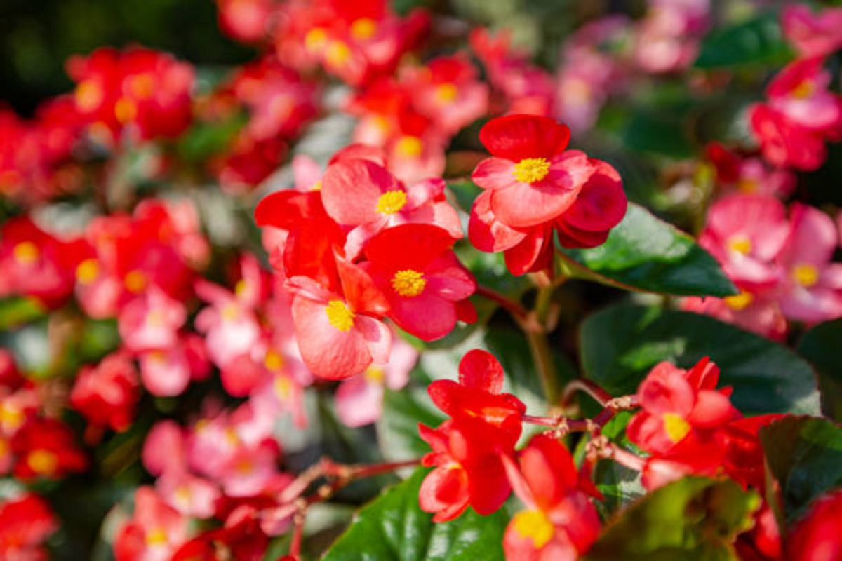 Begonia Mallacoota: The Jewel of the Floral World